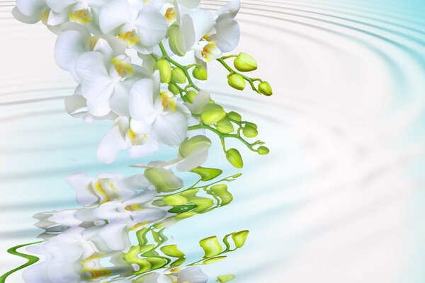 Орхидея склонившаяся над прозрачной водой