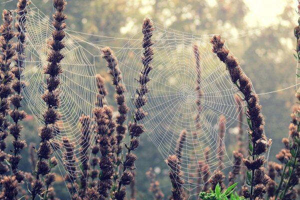 Spinnweben, die auf den Blumen der Pflanzen gewebt sind