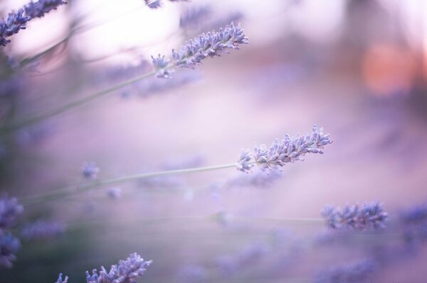 Mattina di lavanda. Lilla fiori di lavanda