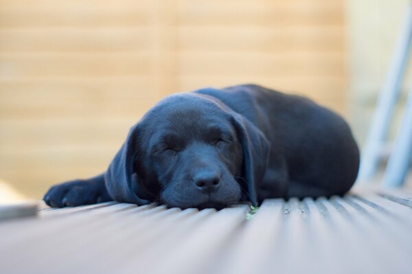 Cachorro negro durmiendo en el Suelo