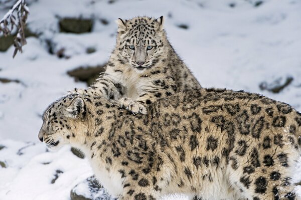 Famille de léopards des neiges sur la neige
