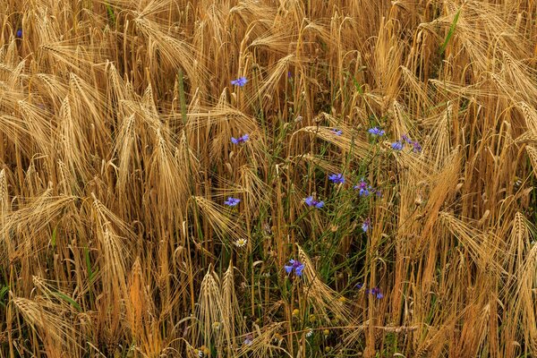 Helle Kornblumen auf einem Feld mit Weizen