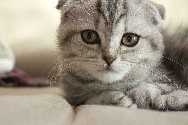 A gray lop - eared kitty