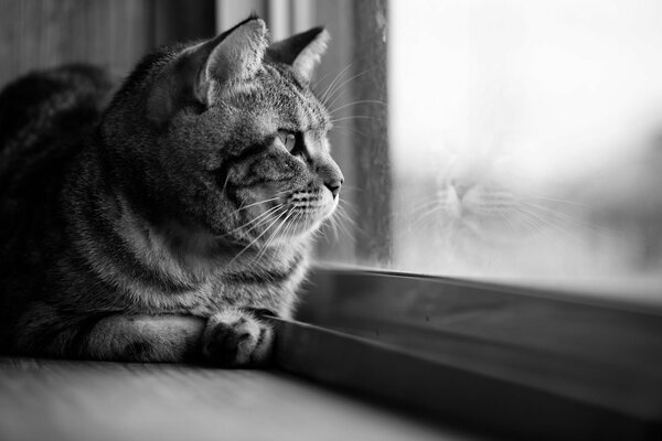 Photo en noir et blanc. chat pensif regardant par la fenêtre