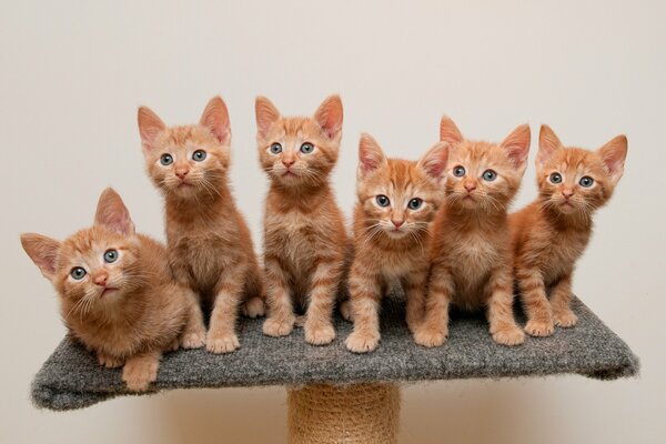 Six chatons roux sur un stand