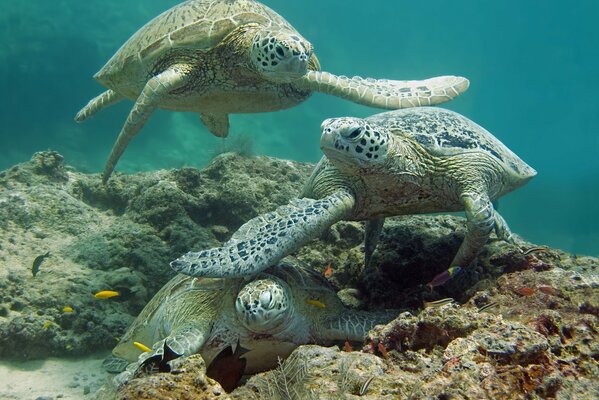 Tortugas marinas en el fondo del mar