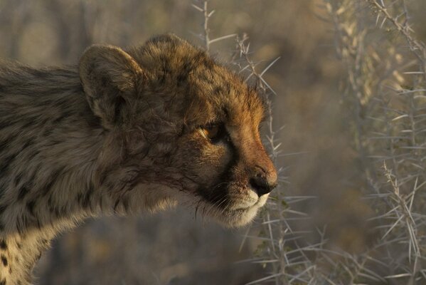 Profil de guépard parmi les plantes et les épines