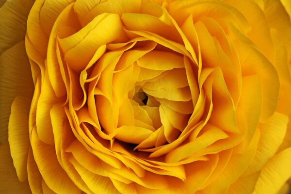 Середина желтой розы вблизи