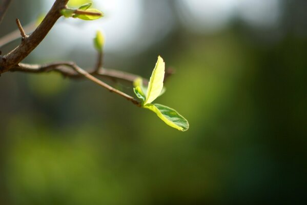 A close-up plan of a branch with leaves