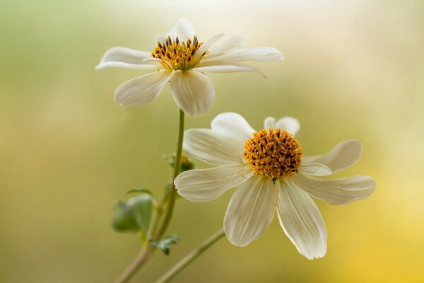 Dahlias on a green background. Summer greetings. Garden white flowers