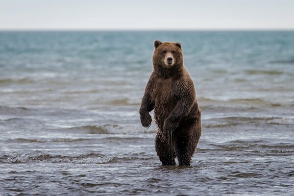 Oso con patas crudas de pie en el agua