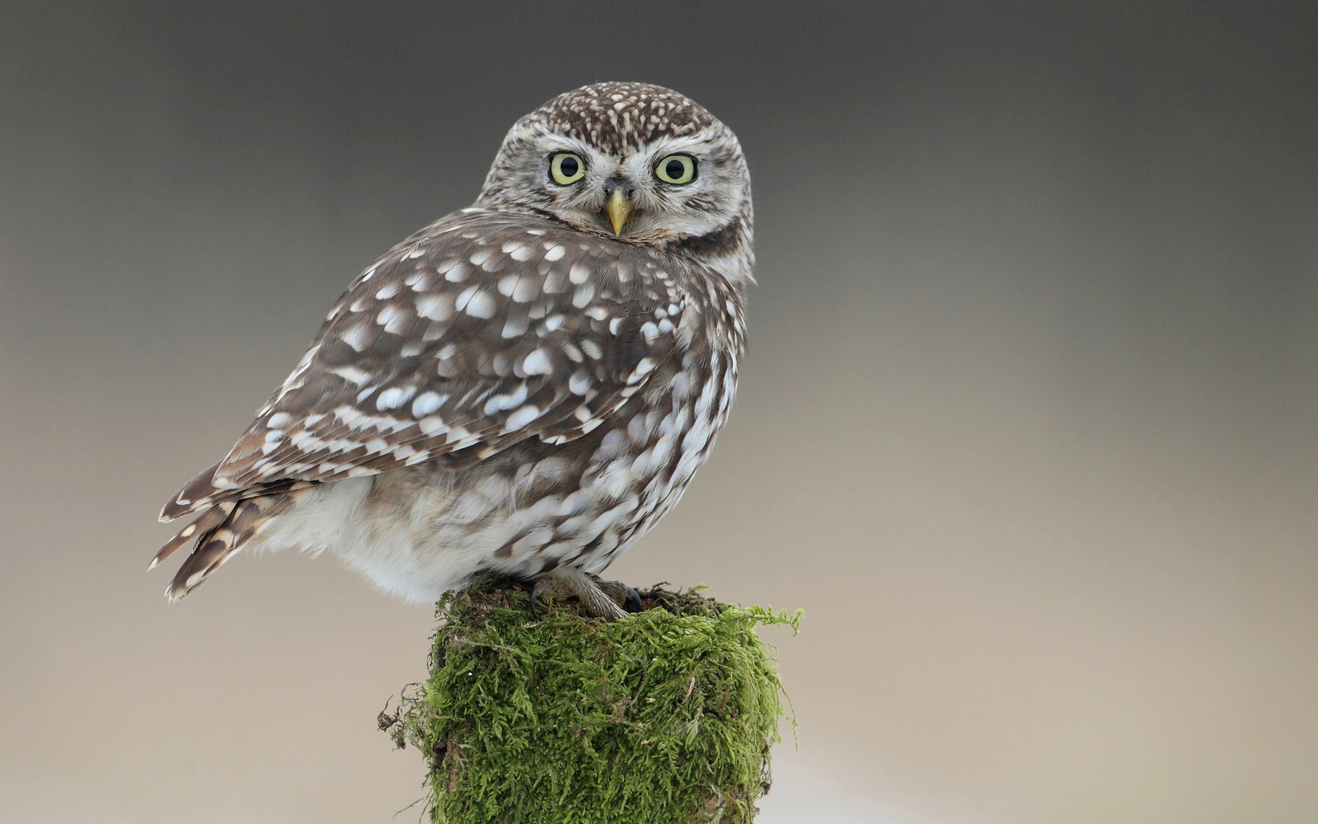 bird owlet moss tail owl stump