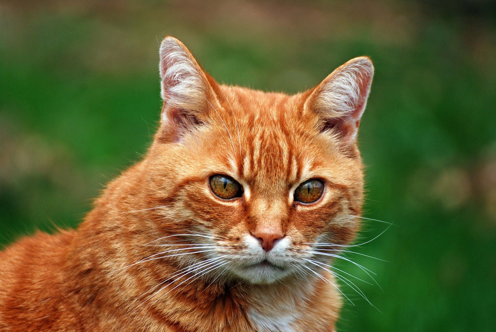 gato retrato pelirroja fondo