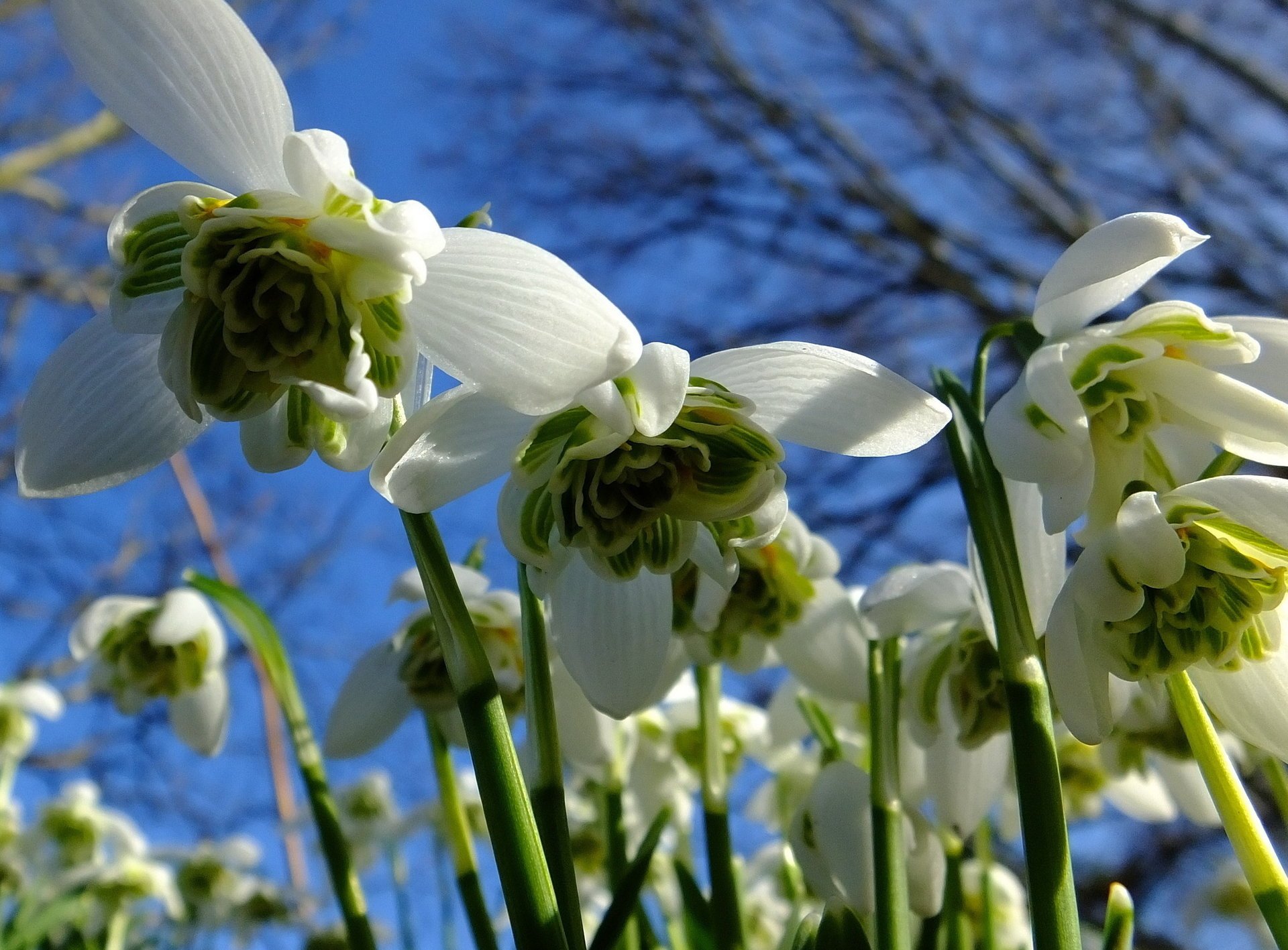 nowdrops niebo przebiśniegi