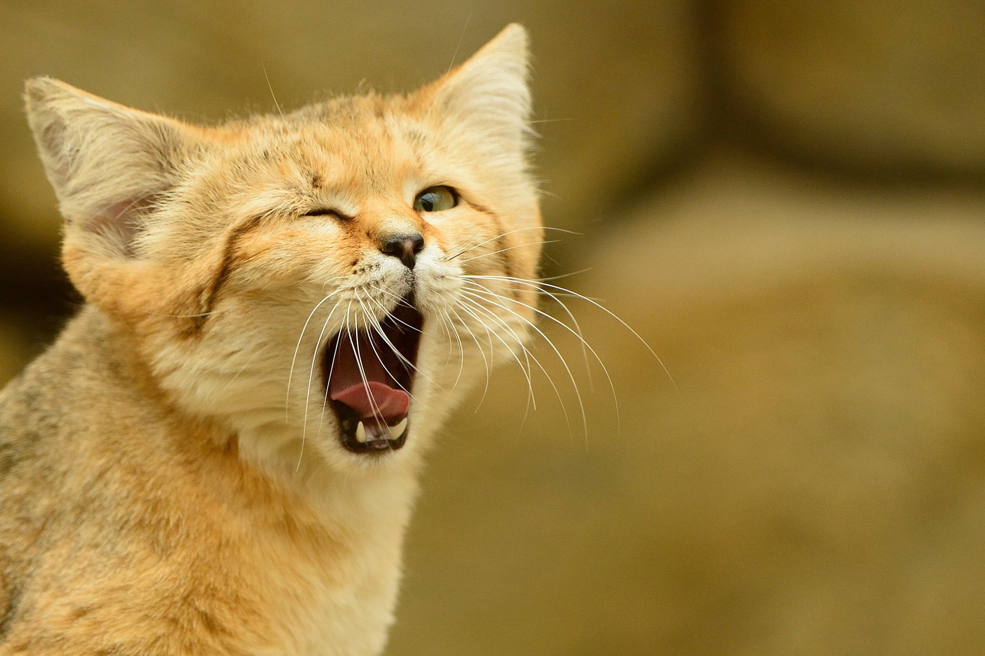 sguardo lingua gatto gatto di sabbia gatto di seta