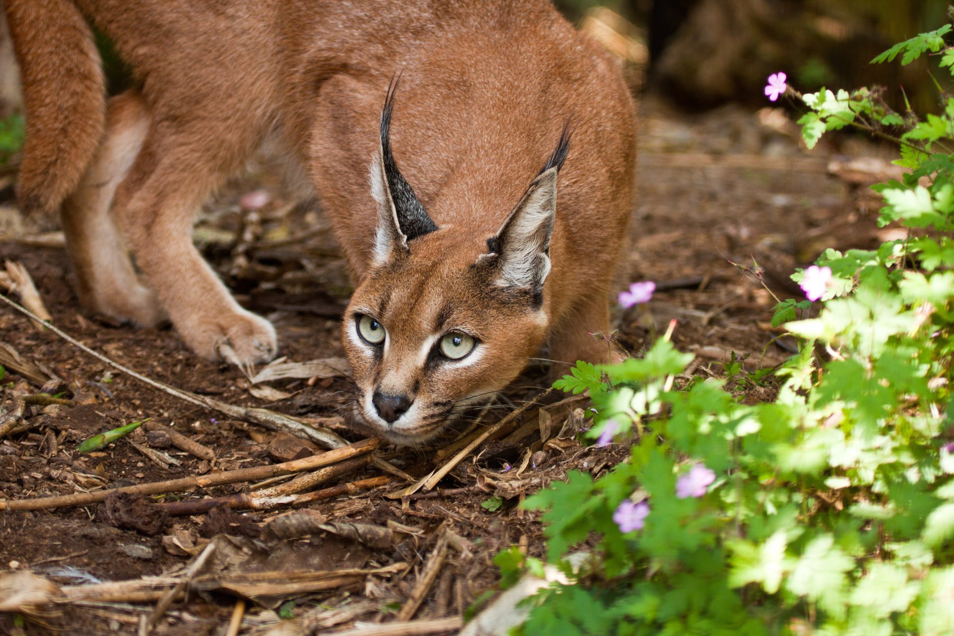 lince de estepa vista caracal gato