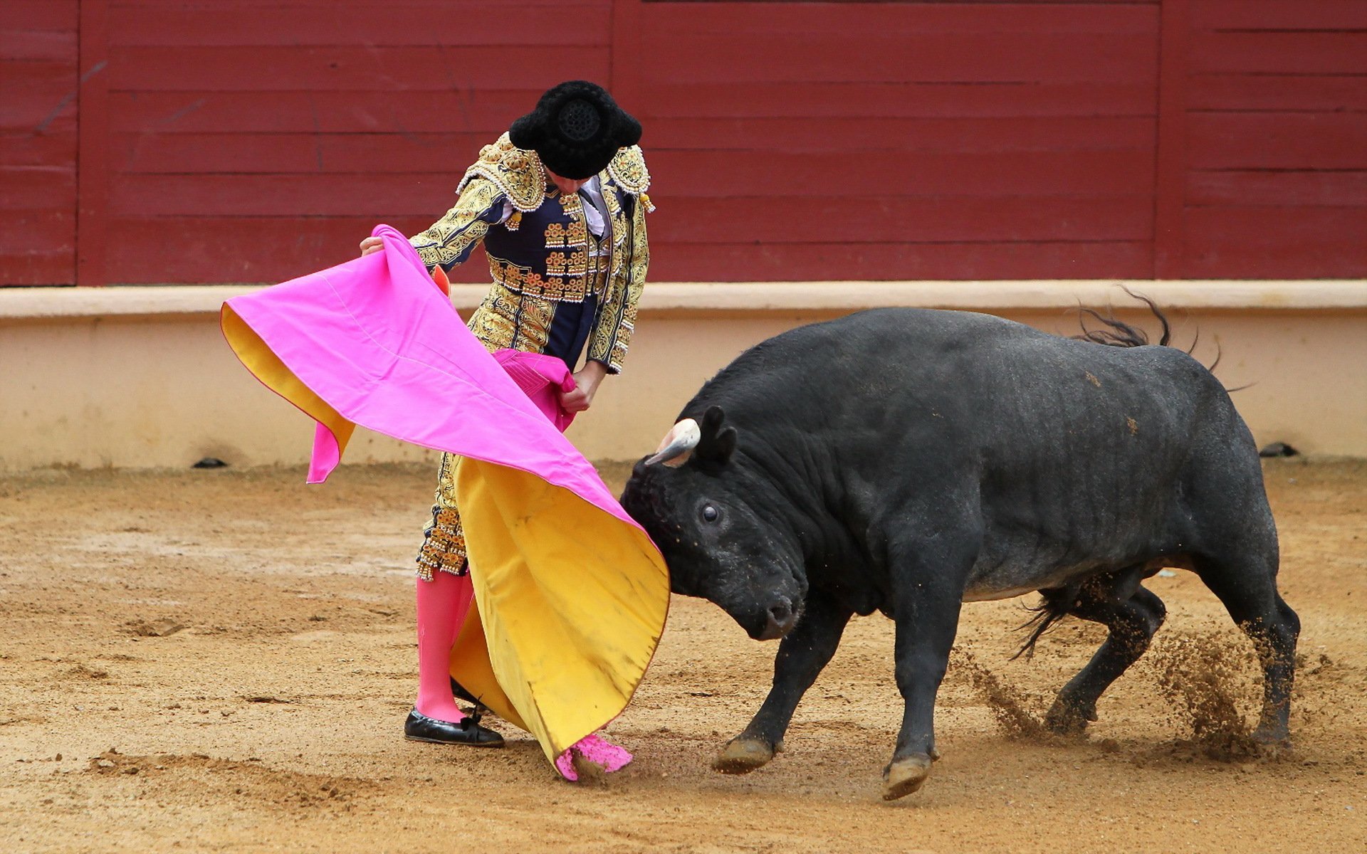 Черный бык и матадор с розовой тряпкой - обои на телефон