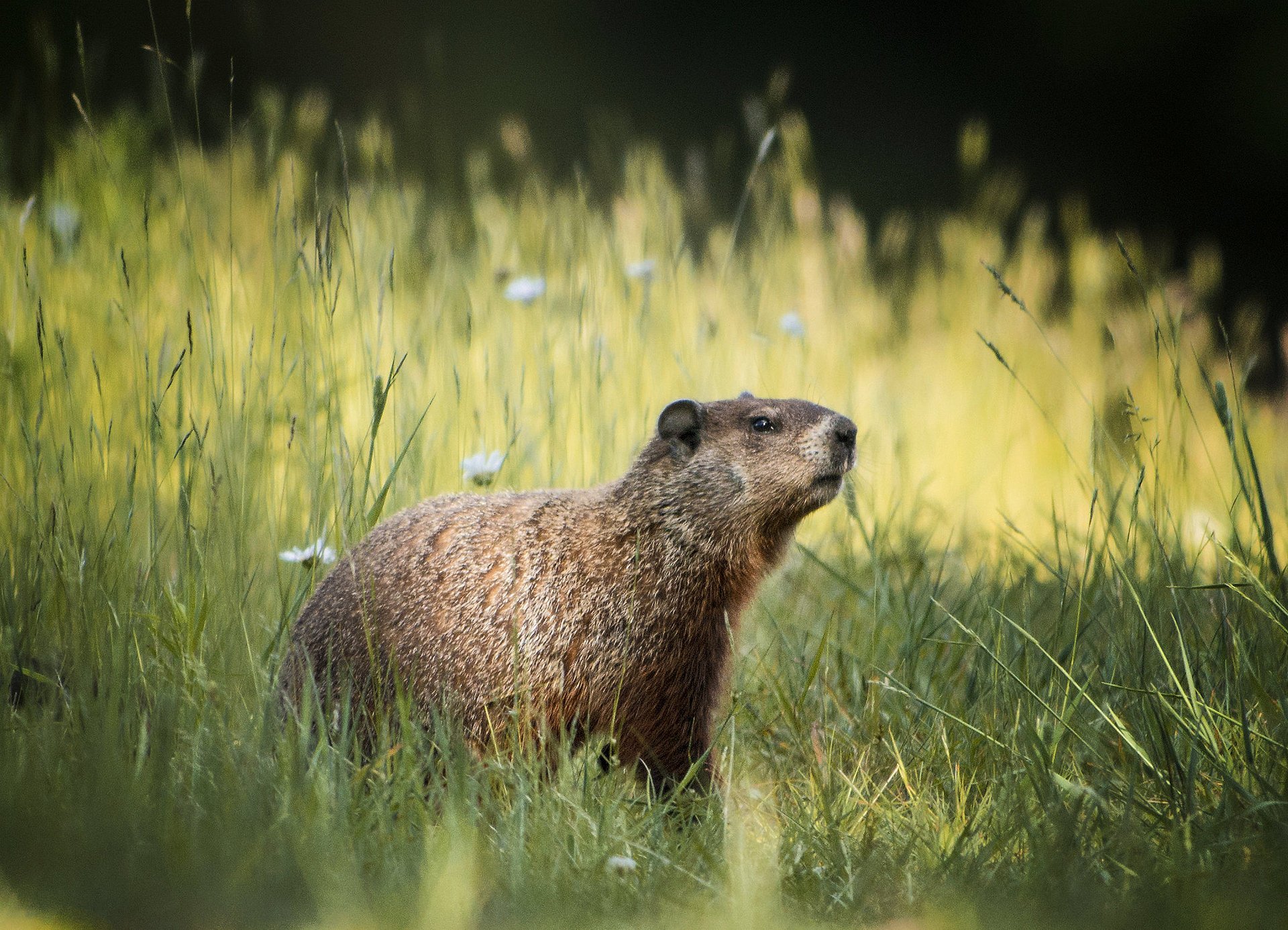 campo fiori estate erba marmotta