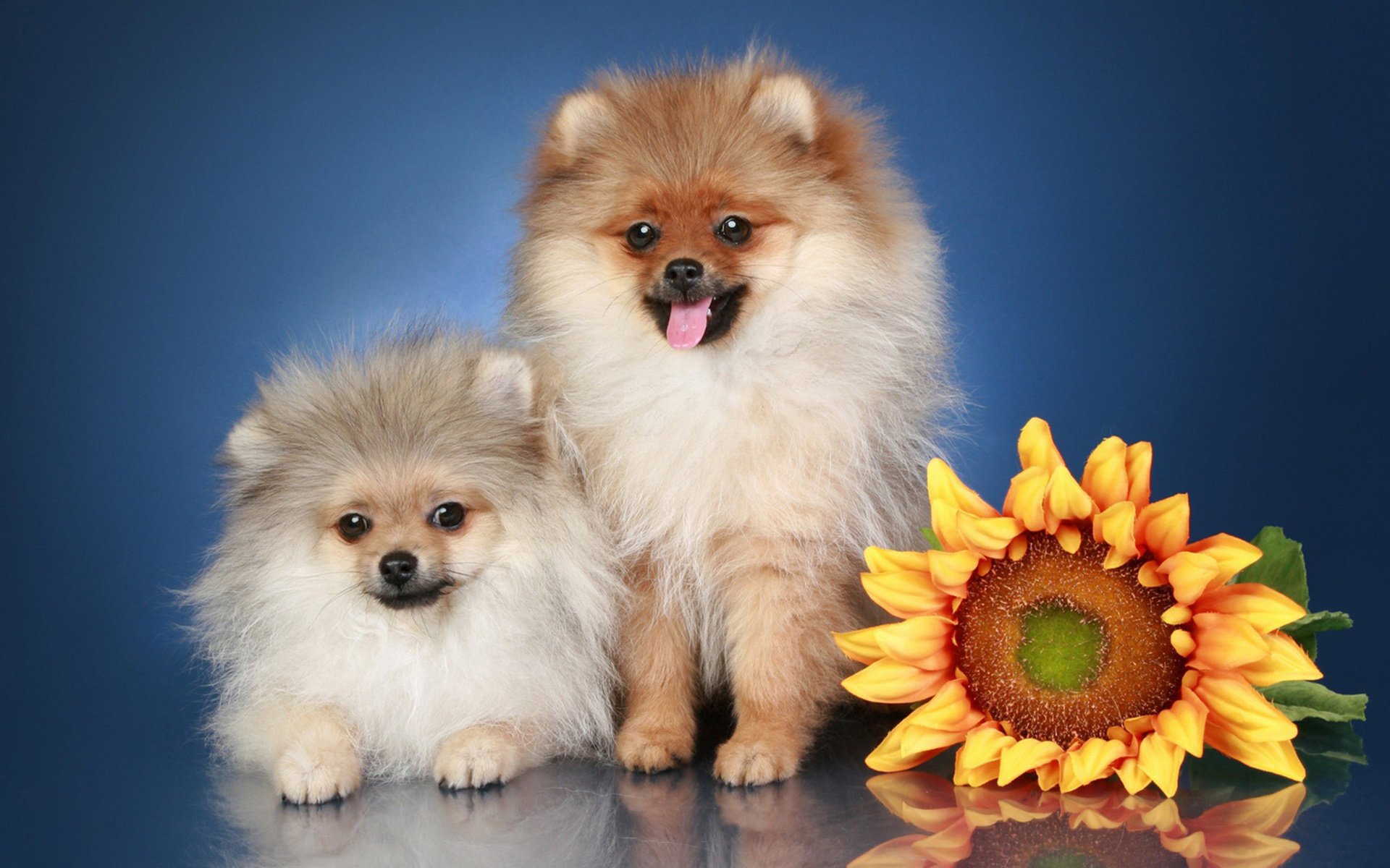 fleurs spitz chien race tournesols