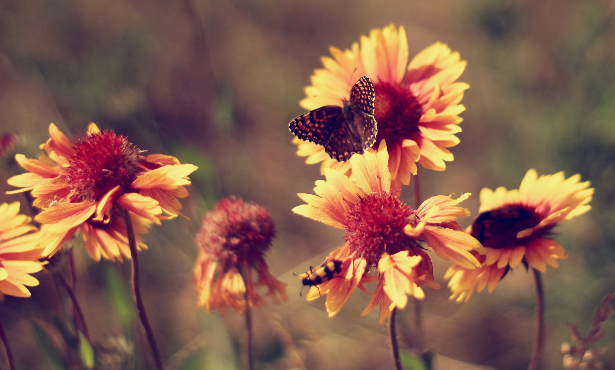 butterfly marigolds vintage summer flowers heat