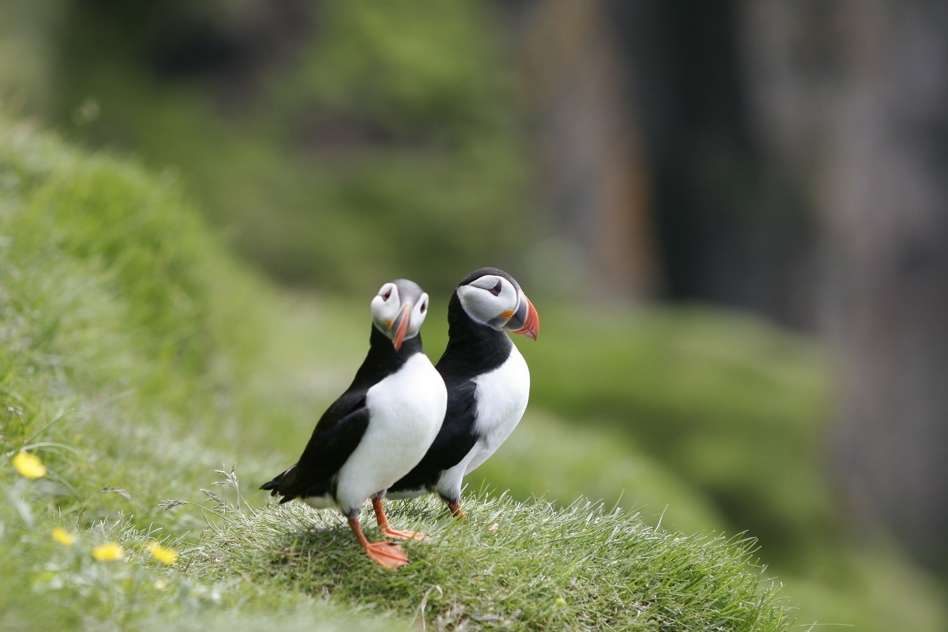 vögel paar gras sackgassen ufer puffin