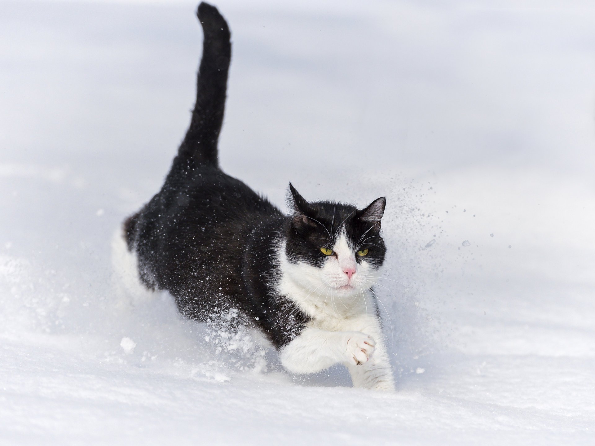 cumulo di neve gatto neve inverno gatto corre ctambako the jaguar