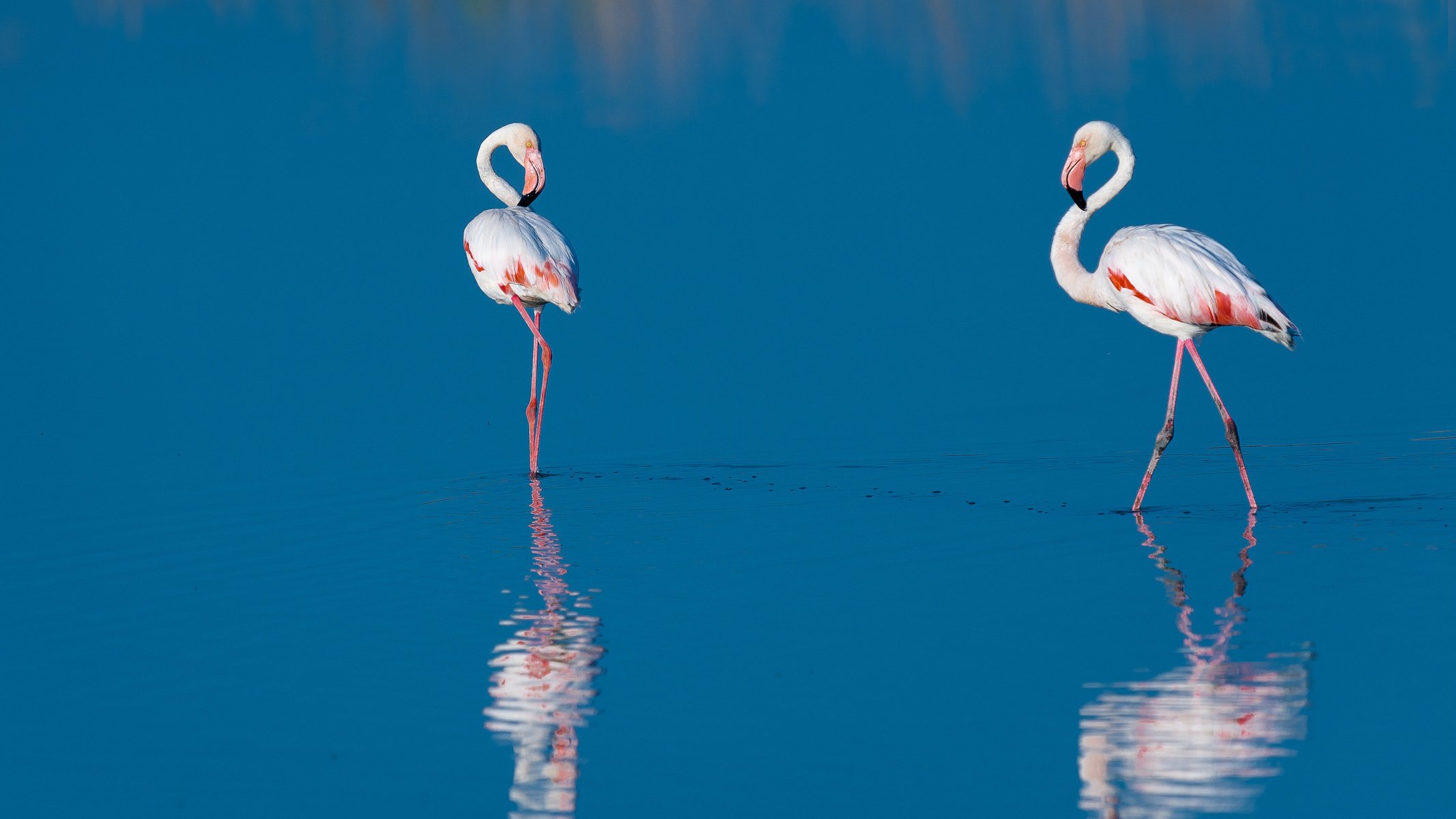 eau réflexion flamants roses oiseaux bleu deux