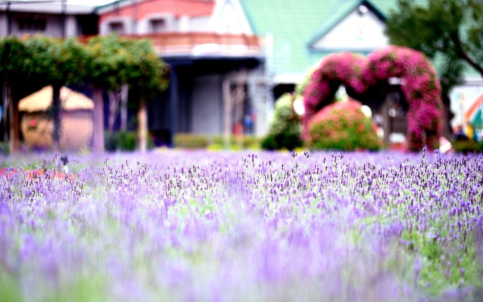 fleurs macro violet champ fleurs fleur fleurs macro