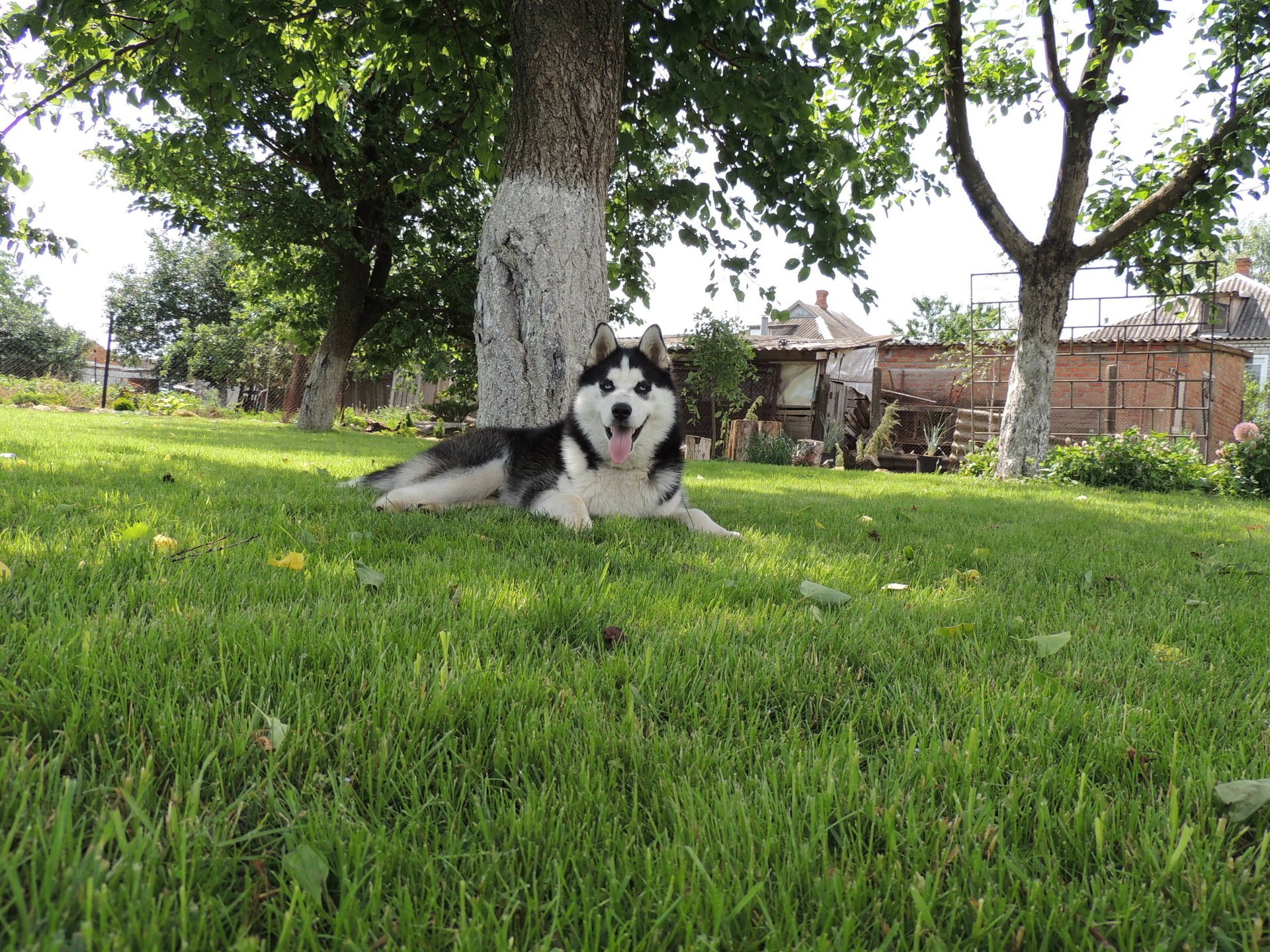 ojos azules arnie verano husky husky siberiano husky