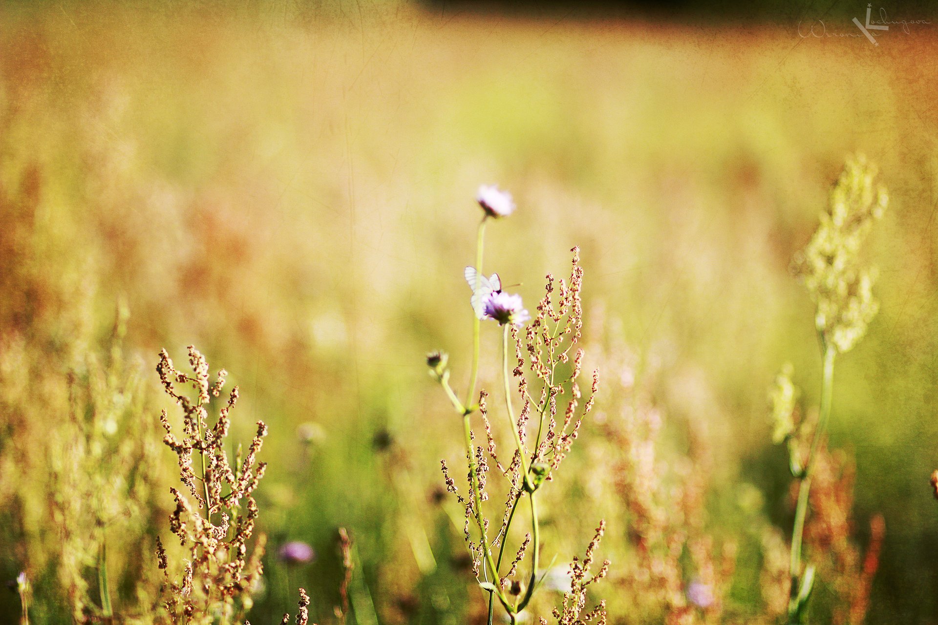 macro fiori minimalismo campo