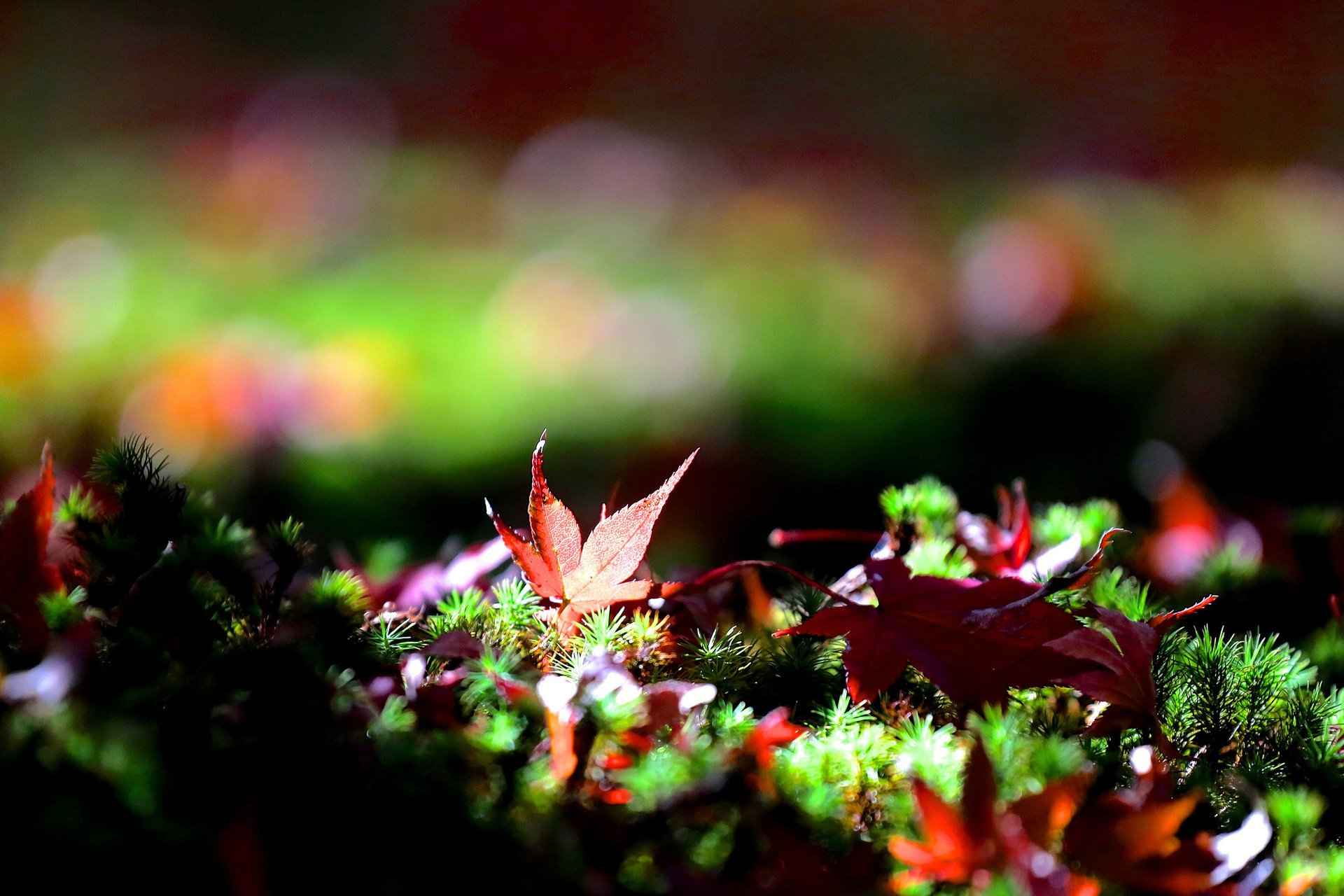 trawa bokeh ściółka liście klon jesień