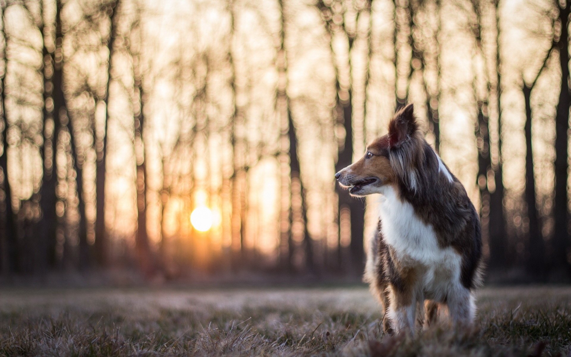 hund freund blick