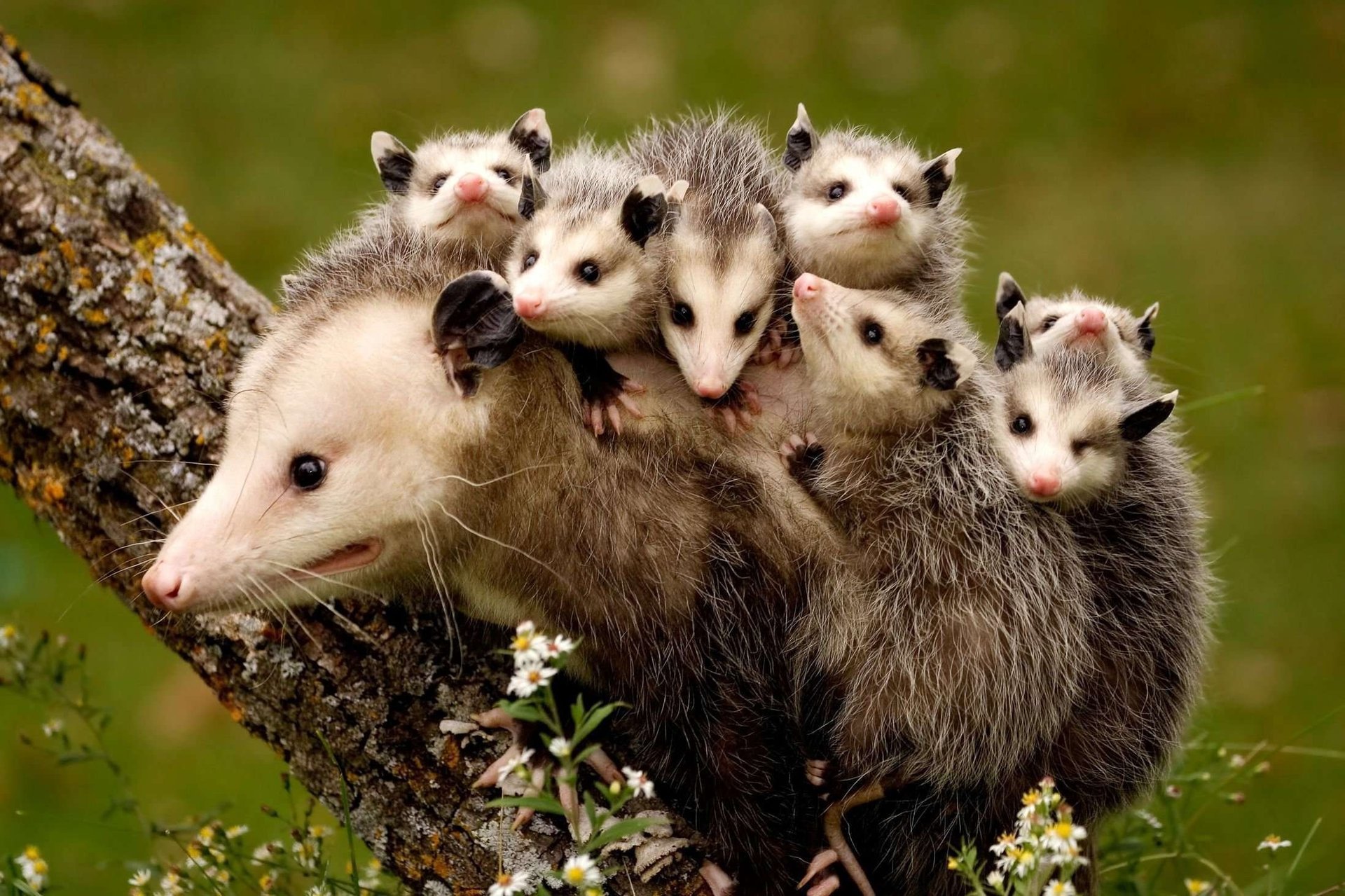 zarigüeyas madre e hijos animales árbol naturaleza