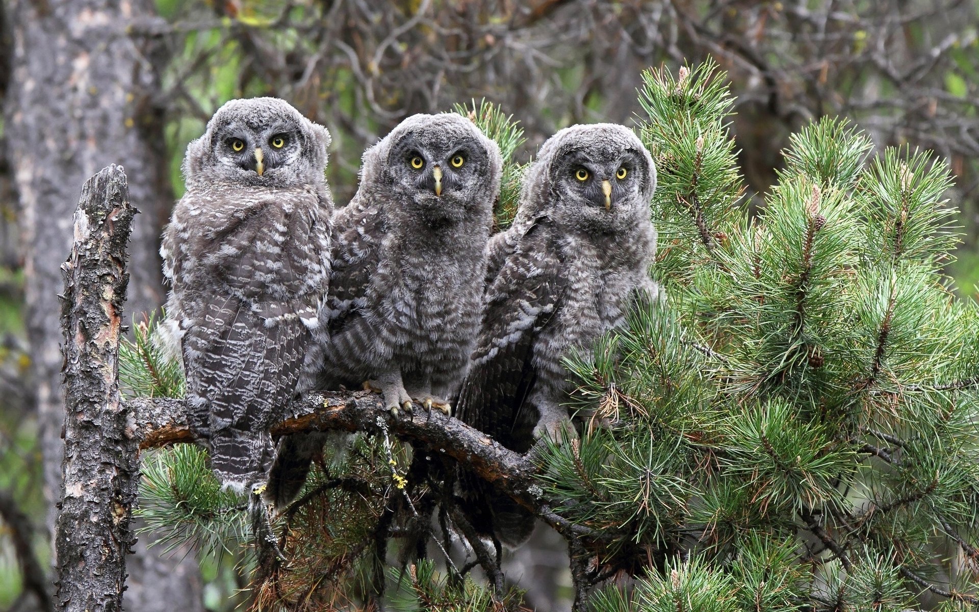 bärtige dunkelheit trinity zweig eulen vögel kiefer