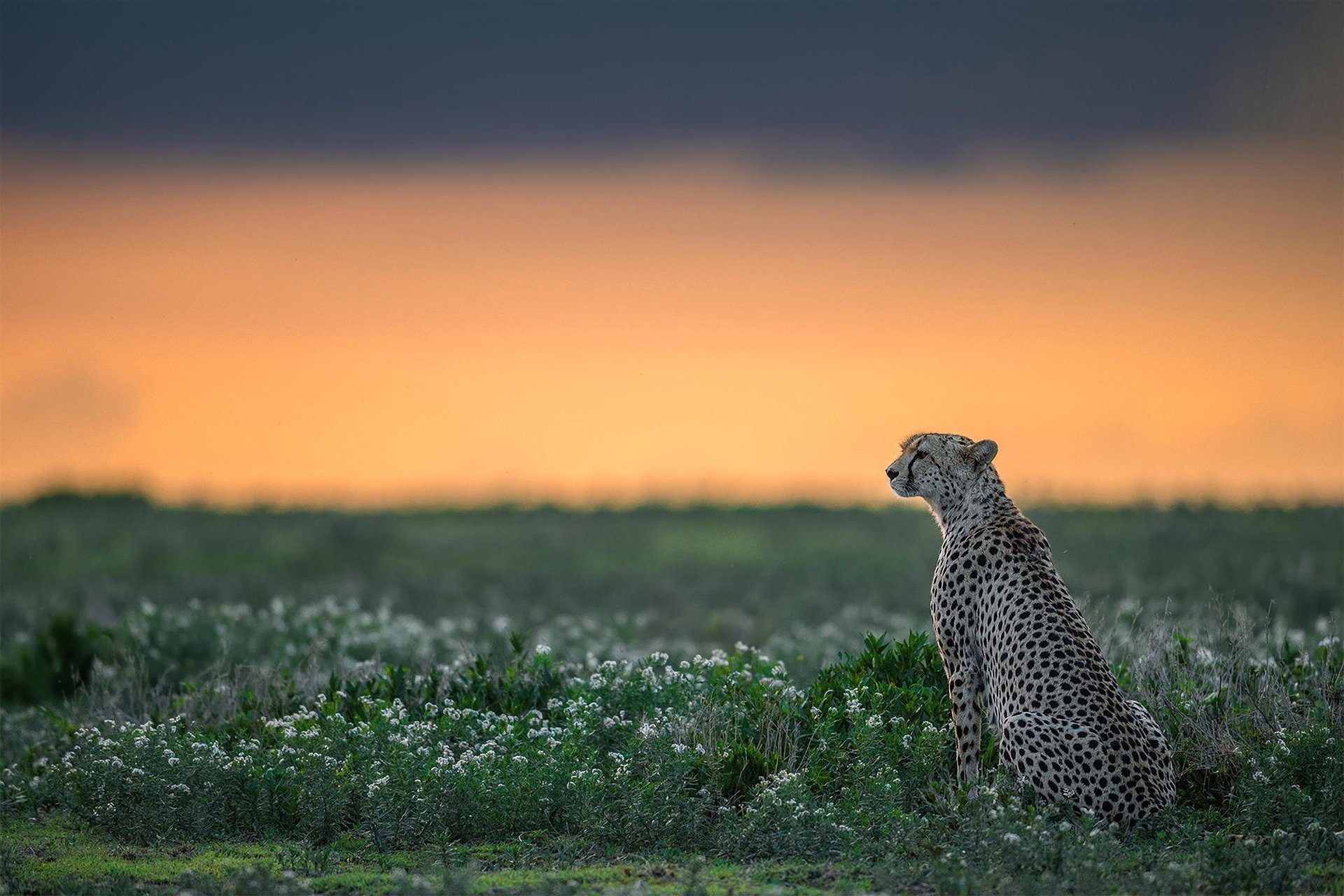 cheetah wildlife predator