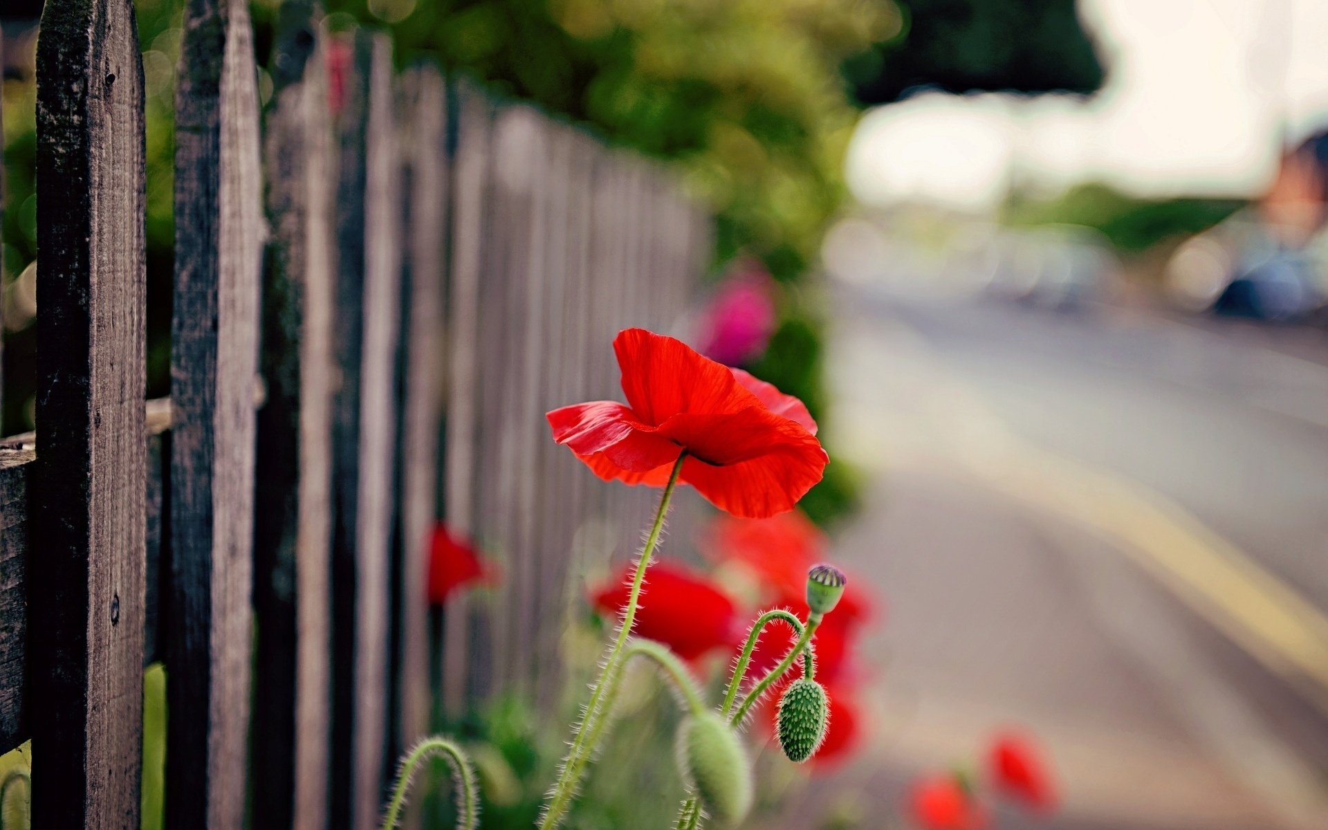 red fence fence flower poppy flowers flower