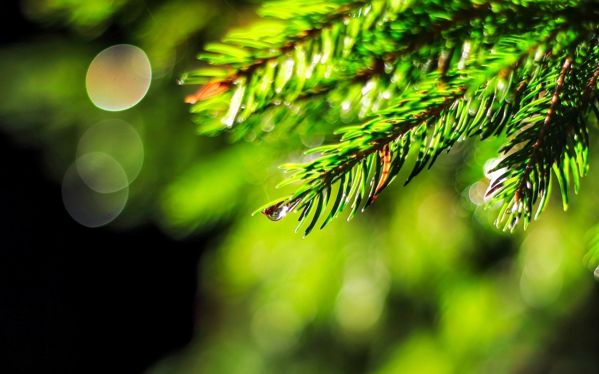 macro árbol de navidad gota rocío agua bokeh abeto desenfoque