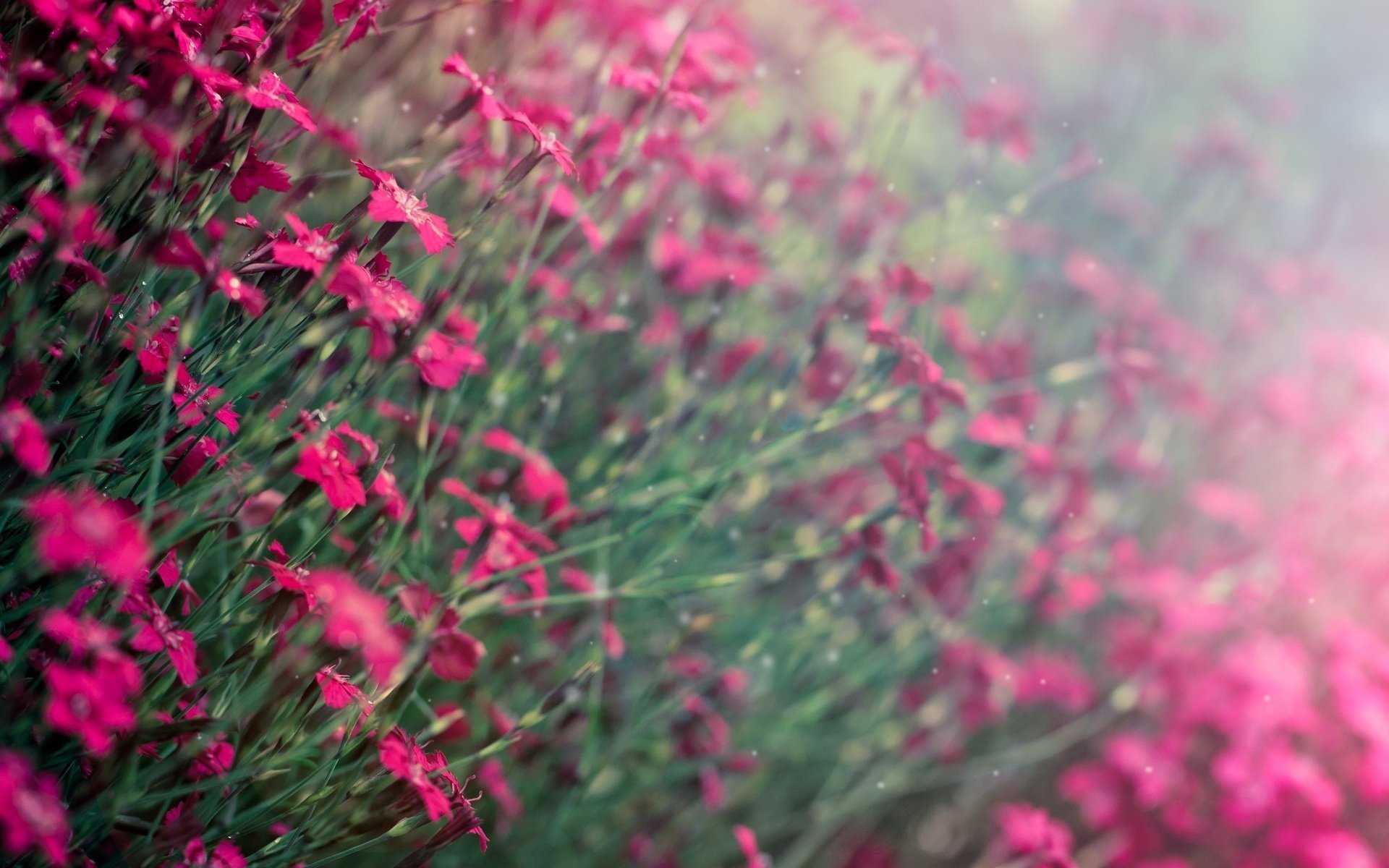 purple background flowers blur flowers flower