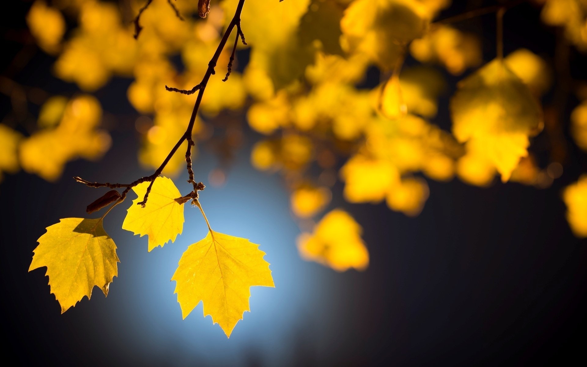 gros plan feuilles arbre feuilles folioles arbres