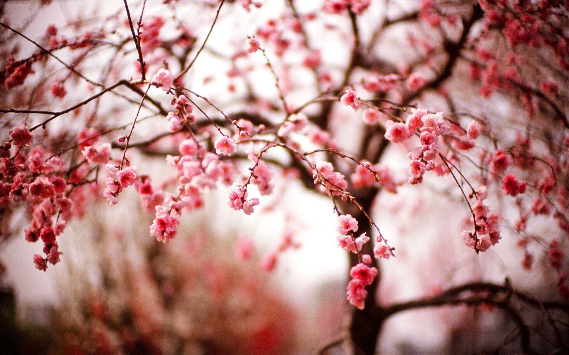 sakura fleurs branches printemps