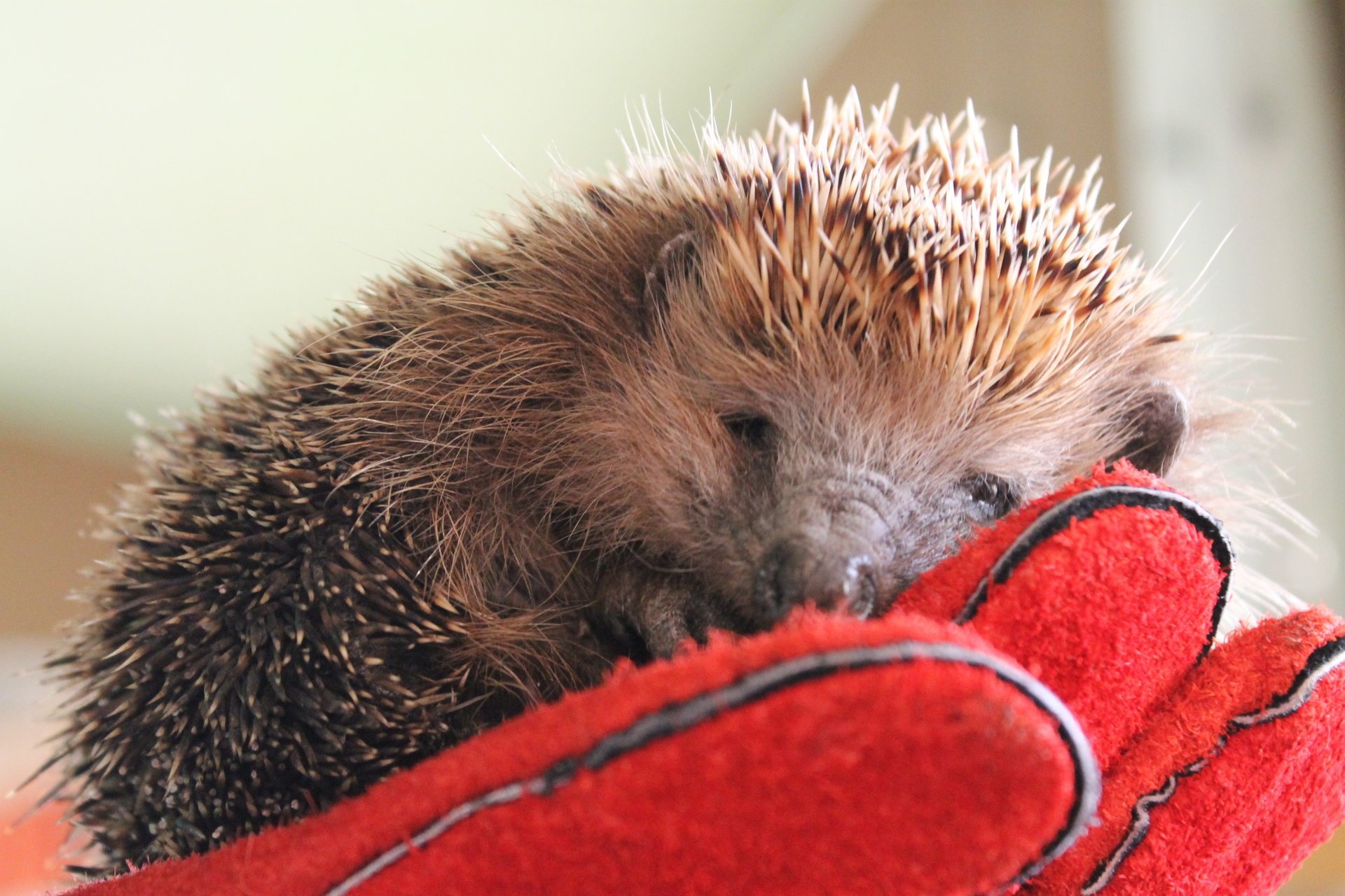 igel tier handschuh