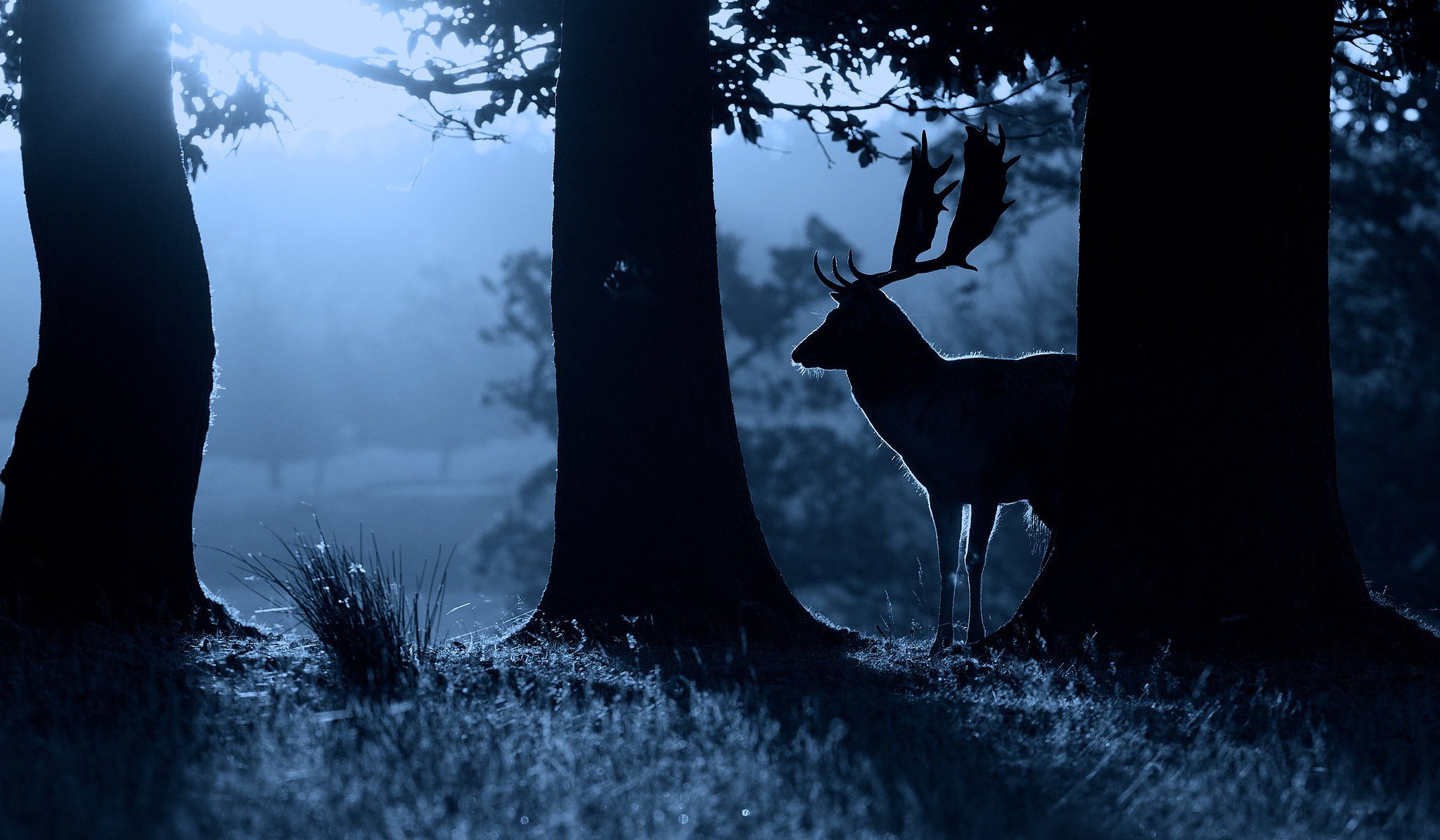 hirsch kräftig nacht natur natur tier