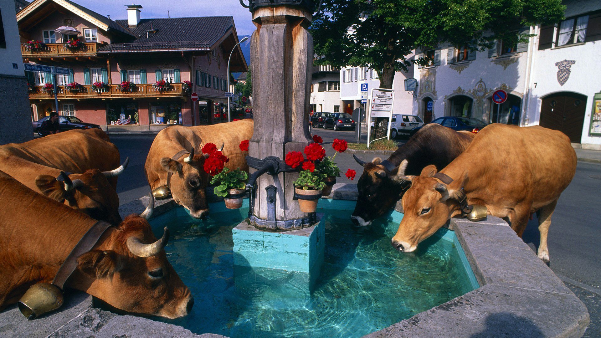 città fiori mucche fontana abbeveratoio case alpi