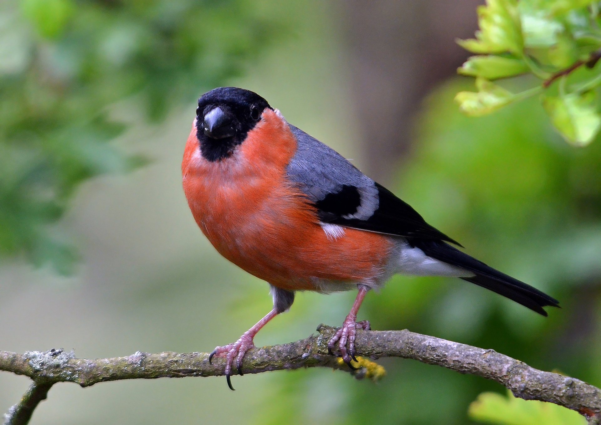 tree bullfinch bird branch