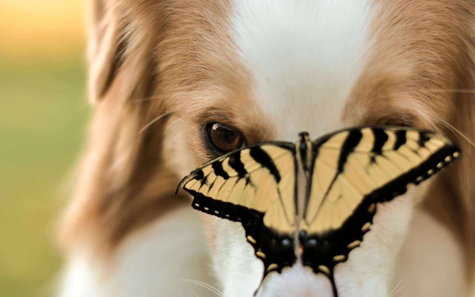 animals muzzle butterfly dog dog dog insect