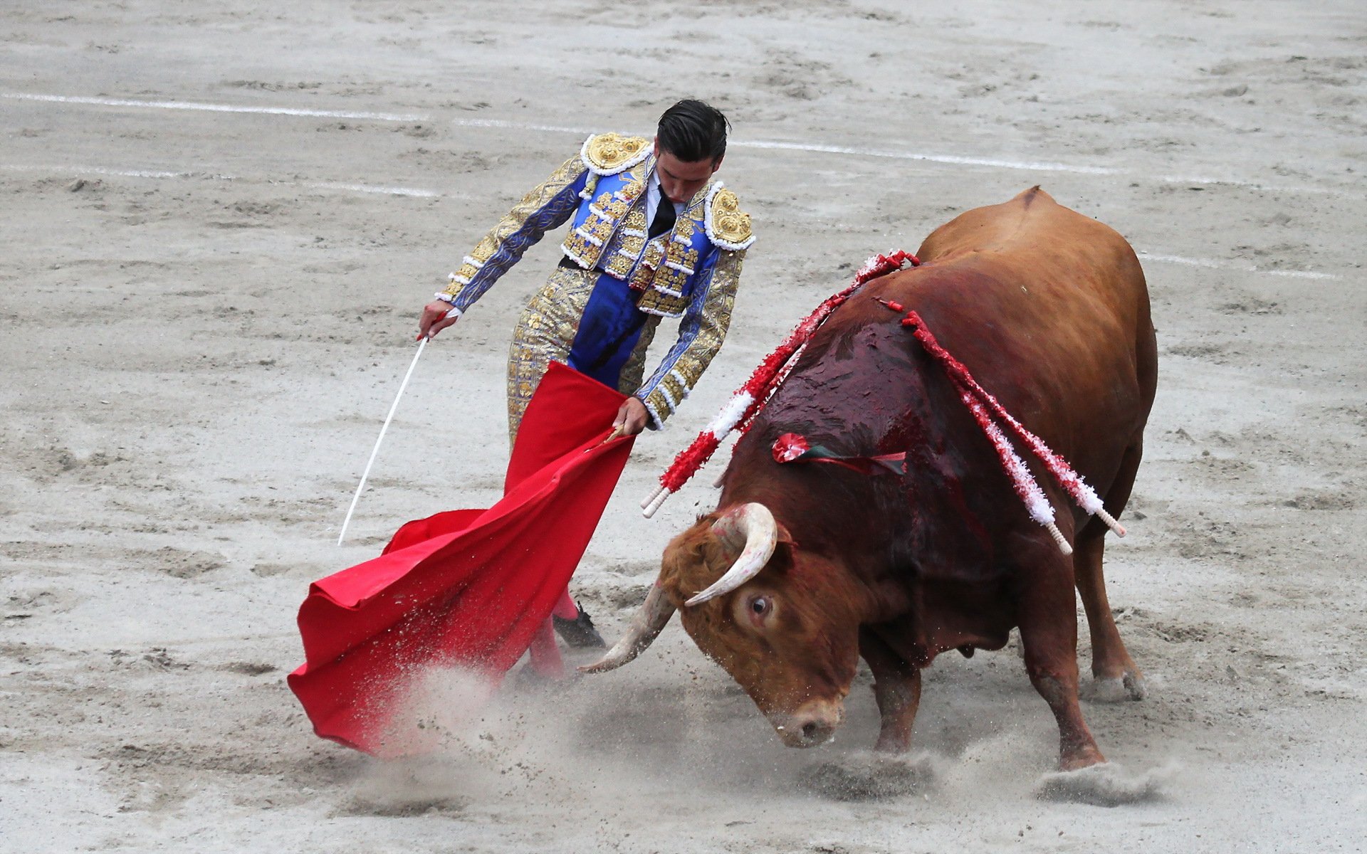 matador bull corrida