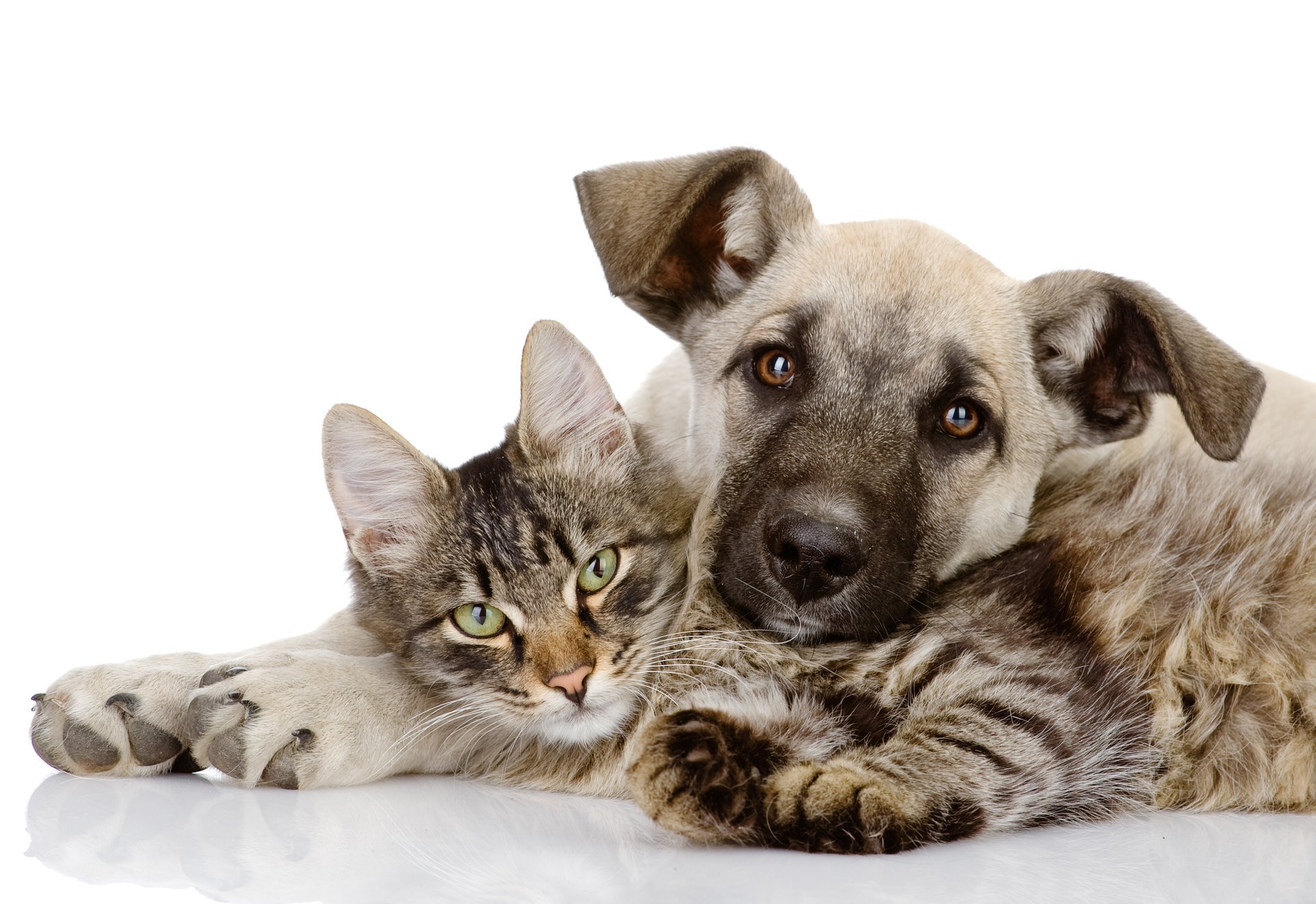 together embraces love kitten perro gato friends gato amigos dog puppy