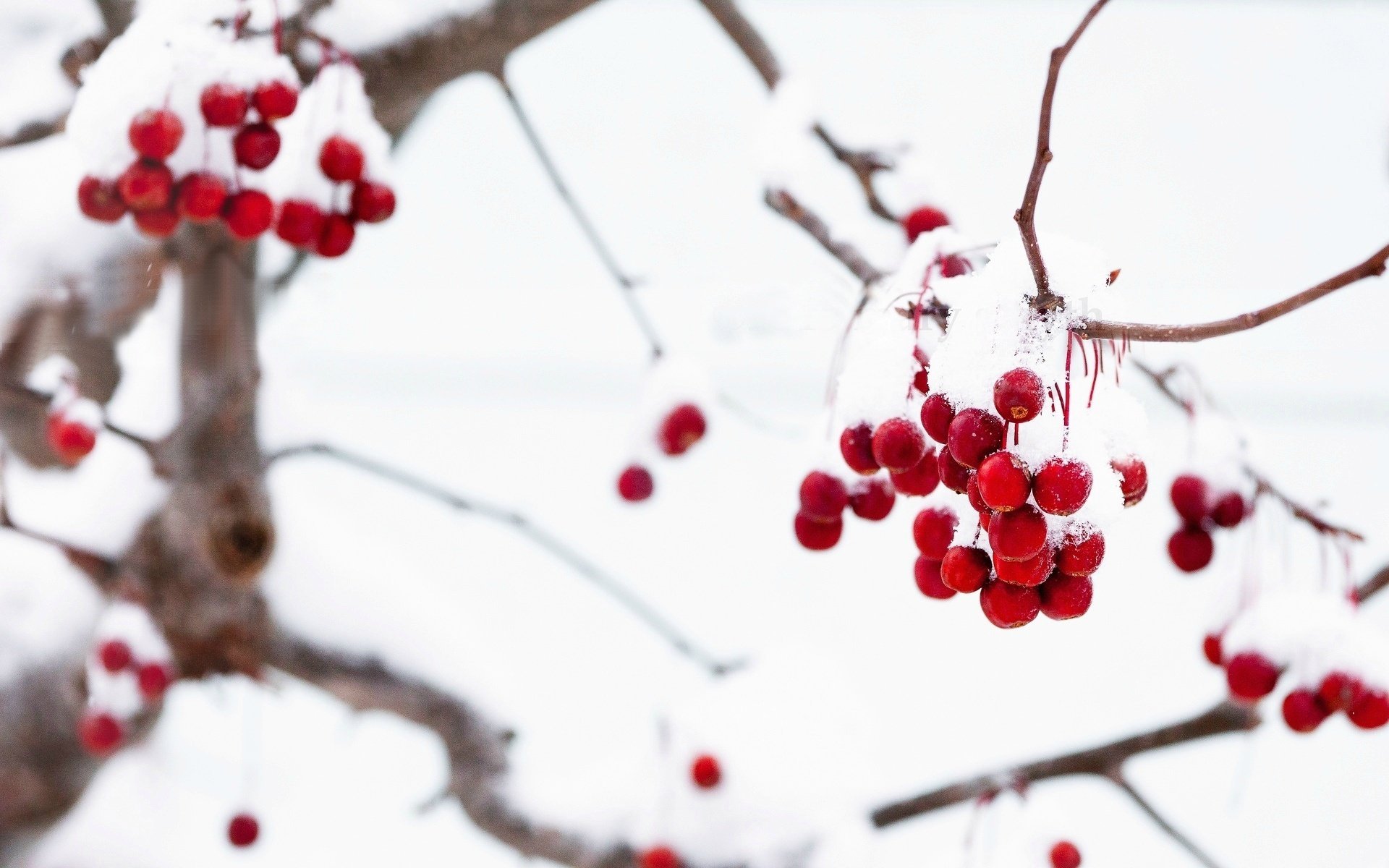 macro neige macro rouge tree hiver baies arbre branches