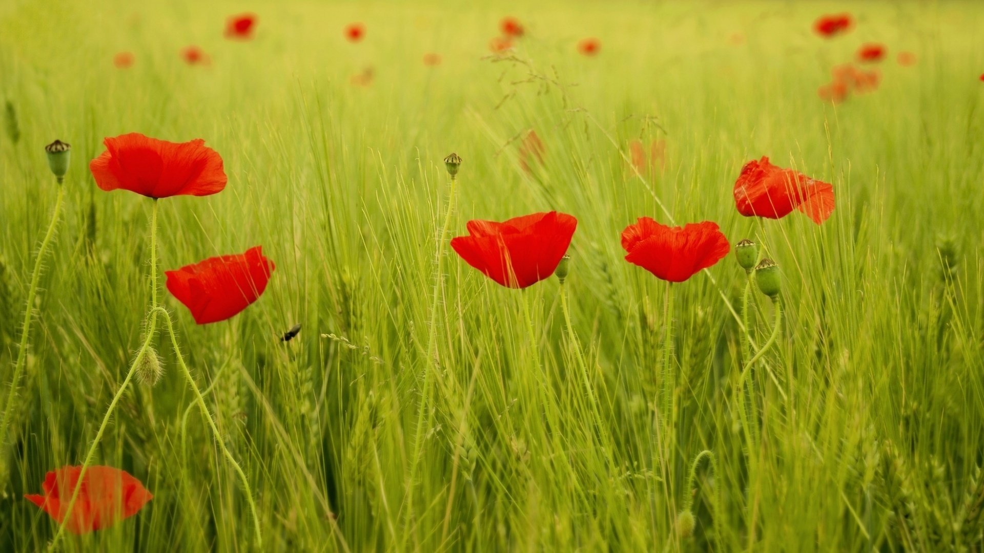 field poppy flowers poppies leaves flowers red