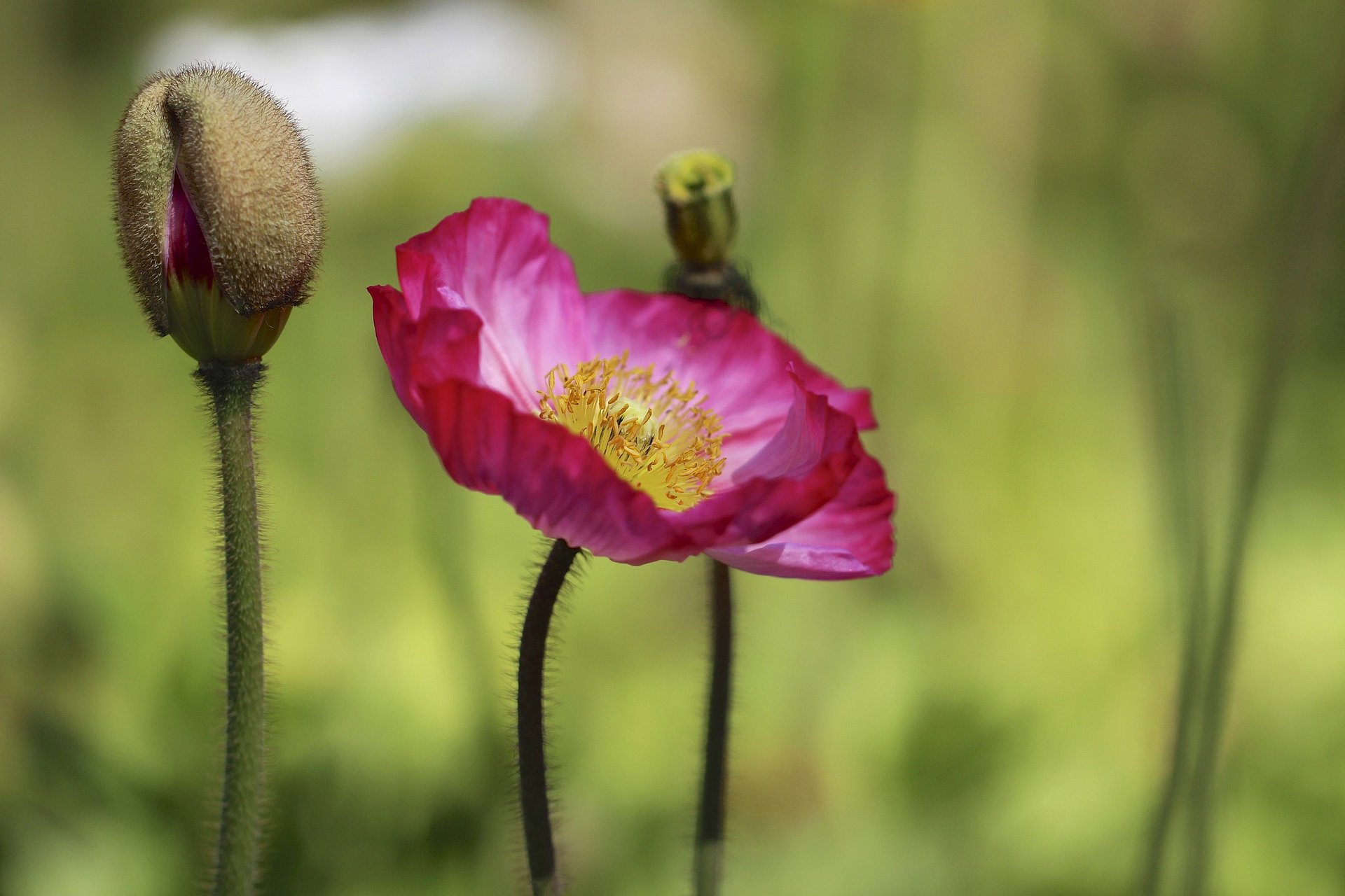 bourgeon coquelicot rose fleur fond